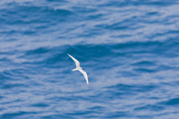 海の上を飛ぶ海鳥　アジサシ