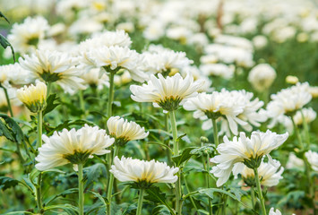 Beautiful white chrysanthemum as background. Chrysanthemum wallpaper, Flowers chrysanthemums in autumn.