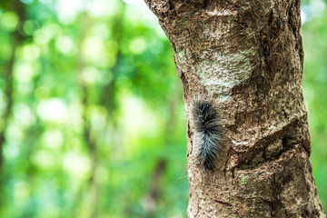 Woolly caterpillar on twig, Close-up of hairy caterpillar..