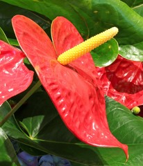 Macro of  big red flower with long spadix