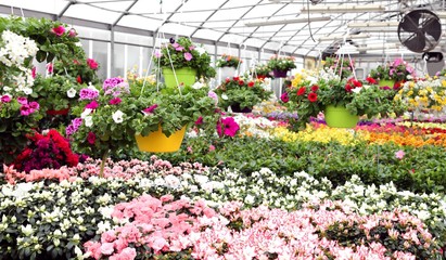 Fototapeta na wymiar large greenhouse with beautiful flowers and plants for sale in t