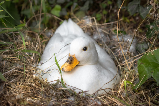 White Call Duck Sitting on Eggs in Her Nest