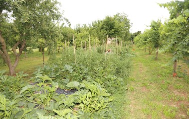 Fototapeta na wymiar vegetable garden with the cultivation of vegetables and fruit plants in the summer