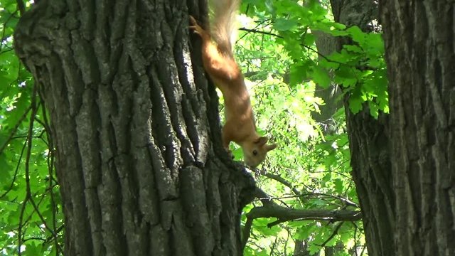 Squirrel runs down the tree