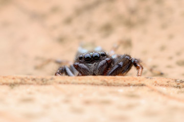 Super macro Jumping spider on dried leaf