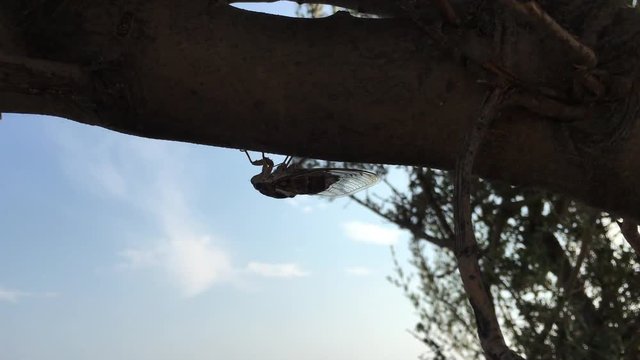 Zikade singend am Ast