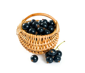 black currant isolated