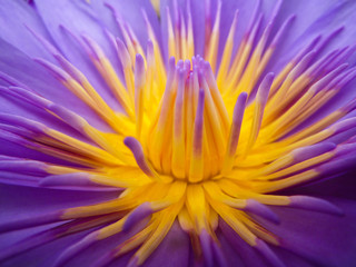 Purple Lotus Flower Closeup