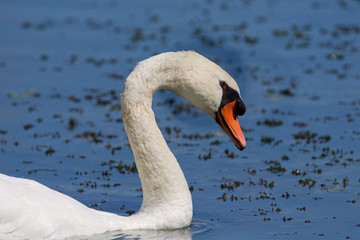 Obraz premium Höckerschwan