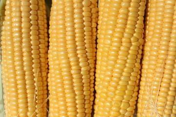 Ripe corn grains