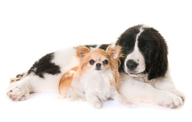 puppy landseer and chihuahua