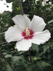 白い夏の花