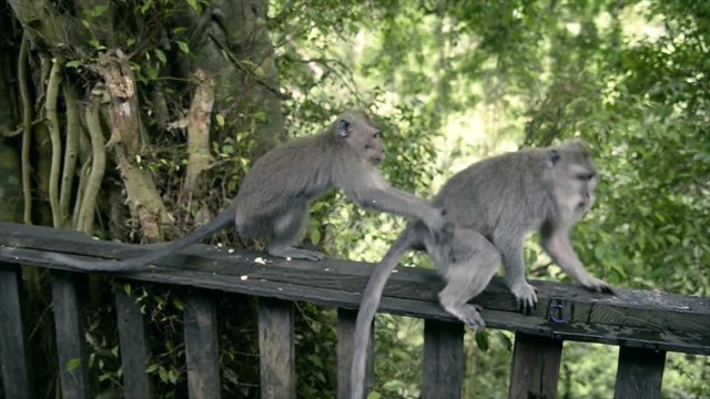Monkeys are having sex in Sacred Monkey Forest Sanctuary Ubud Bali Indonesia.