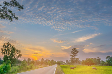 Abstract soft blurred and soft focus silhouette of the sunset with the green paddy rice field, the beautiful sky and cloud in the evening in Thailand, by the beam, light and lens flare effect tone.