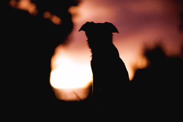 Fluffy puppy border collie sitting on a sunset background. silhouette of a dog portrait