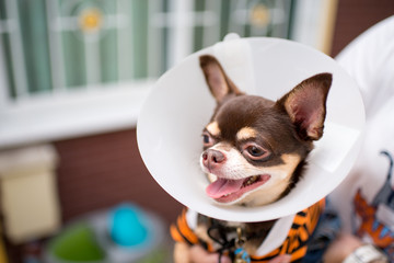 Sick dog,Chihuahua