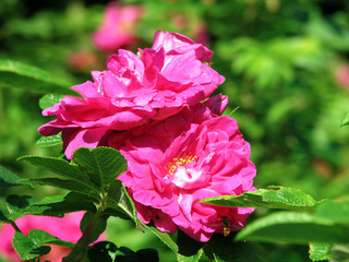 Fototapete bei efototapeten.de bestellen   