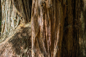Redwood Trunk