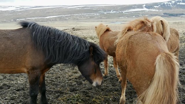 Group Icelandic horses in cold windy weather 