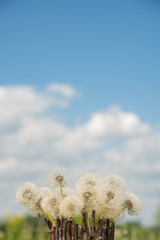A beautiful bouquet of white round dandelions in a homemade vase of twigs in the garden against a blue sky background