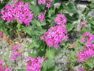 Fototapeta na wymiar ムシトリナデシコの花