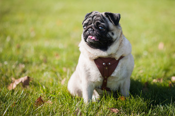 Fototapeta premium Pug with a collar for a walk. The dog sits on the green grass, on the asphalt. A little funny dog on a leash