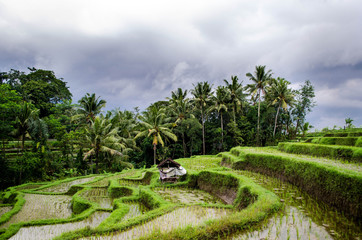 It is impossible to under¬stand plant growth without a sound knowledge of the basic facts of...