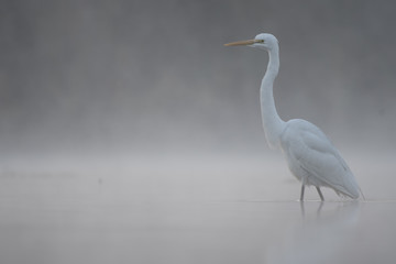 Great egret  in foggy morning