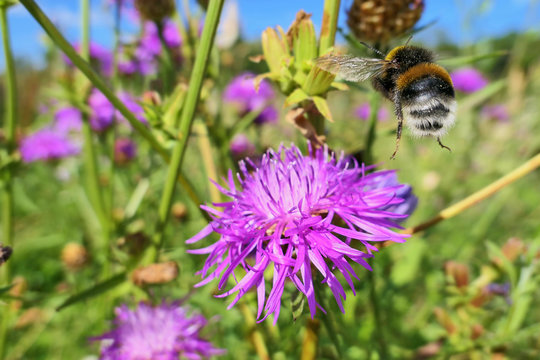 Flying bumble bee on a pink flower in summer meadow 