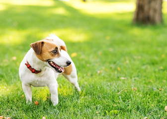 A cute happy dog Jack Russell Terrier standing on green lawn outdoor at summer day. Copy-space left