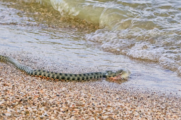 Snake River Natrix reptile