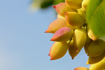 Fresh almond on the tree close up background