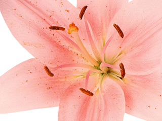 Stamens and pistil of pink lily