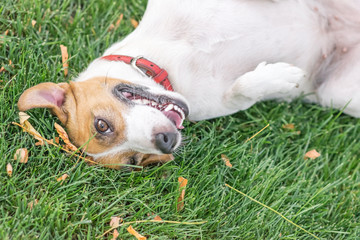 A happy dog Jack Russell Terrier lying on the back resting after play on green lawn outdoor at summer day. Copy-space left