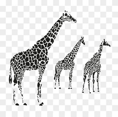 Group of giraffes in black spots with a transparent background.