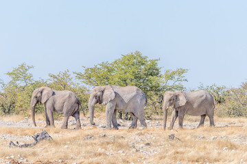 Fototapeta na wymiar Three African elephants, Loxodonta africana, walking