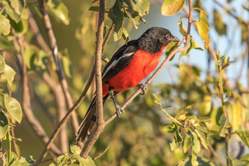 Crimson-breasted shrike, Laniarius atrococcineu