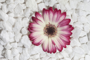 Gerbera auf weissem Kies