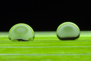 Chinagras mit Tropfen