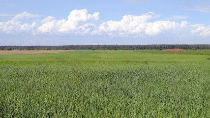 field of wheat