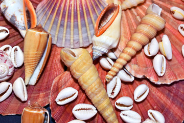 conjunto de conchas marinas
