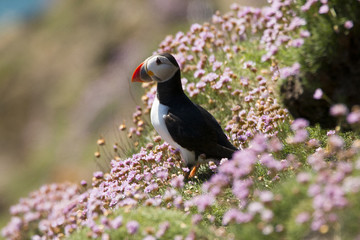 Puffin