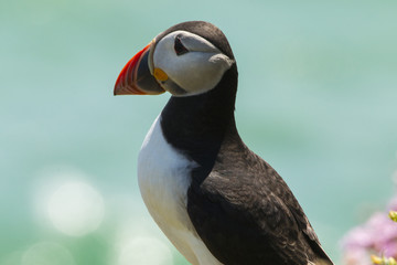 Puffin