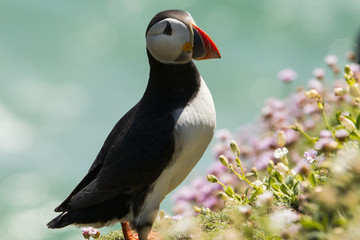 Puffin