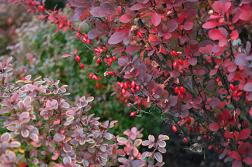 Berries of barberry (berberis thunbergii), decorative autumn plant with red berries and natural...