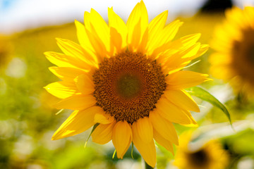 sunflower