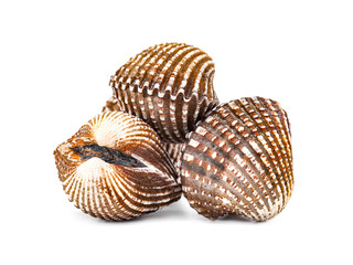 Cardiidae shellfish isolated on white background