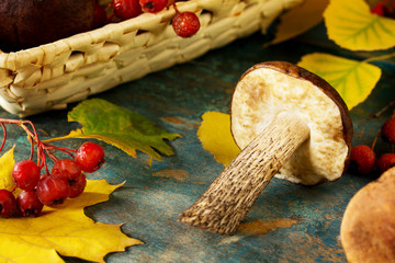 Picking mushrooms from a brown hat, autumn leaves of birch and maple. Autumn background.
