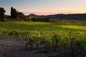 Naklejka premium Tuscany, Italy - vineyard near Siena