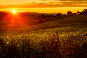 Tuscany, Italy - Vineyard near Siena